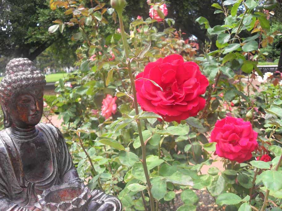 Image for Stop and smell the roses