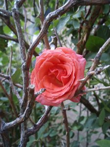 Rose Among Thorns
