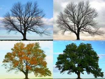 Four Seasons