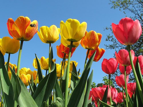 Happy Earth