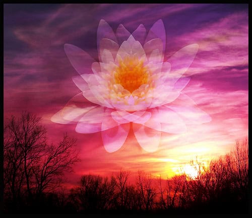 Rising Lotus