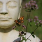 Peaceful Buddha Peaceful Buddha