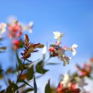 Blue Sky