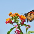 Butterfly Butterfly