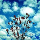 Contentment Contentment