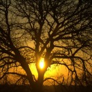 Tree Tree