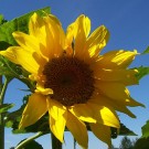 Sunny Disposition Sunny Disposition