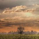 Lonely Tree Lonely Tree