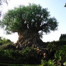 Tree of Life Tree of Life