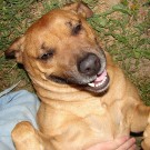 Happy Dog